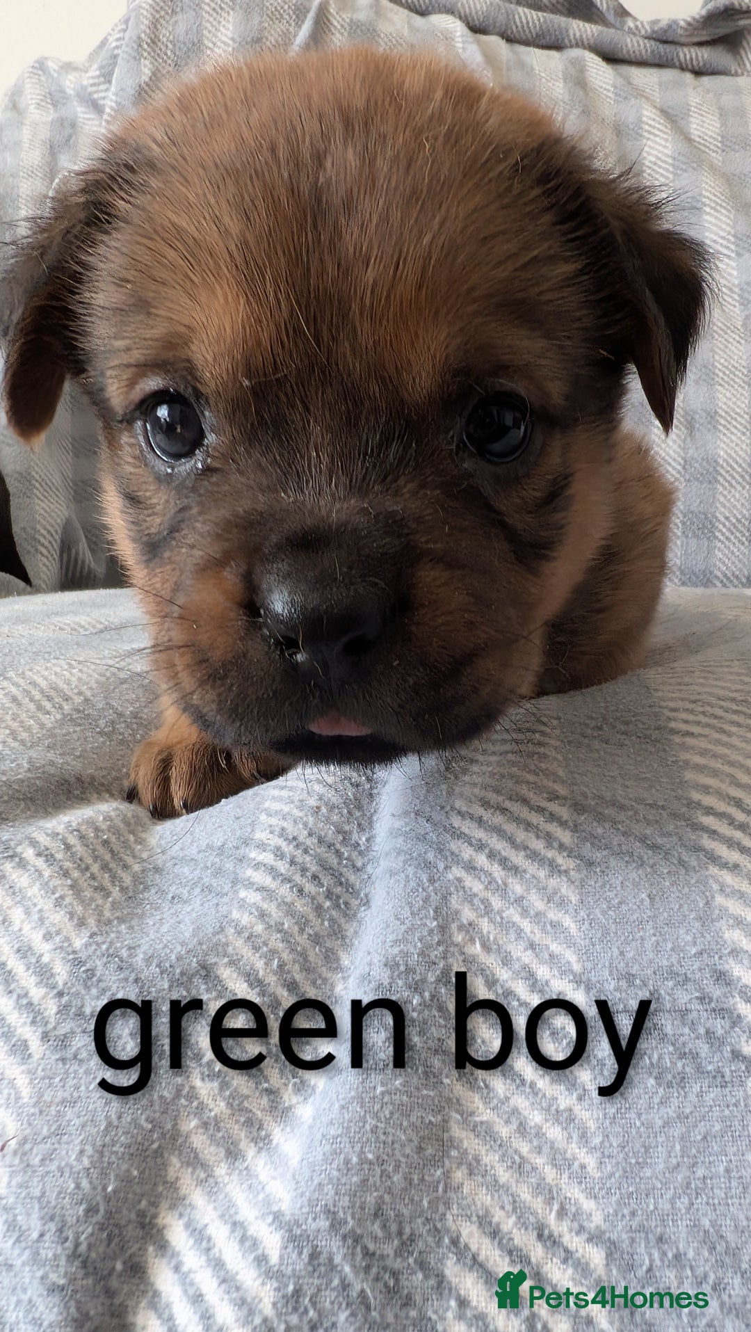 Mixed Breed dogs for sale: 7 stunning rottweiler puppies - Image 3