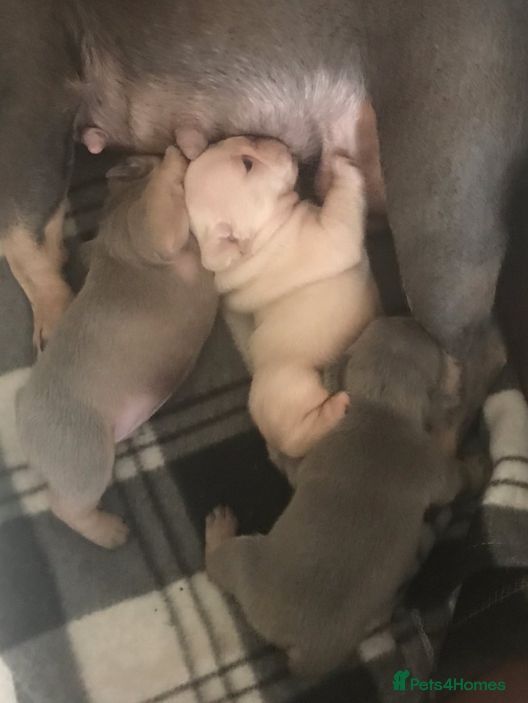 French Bulldog dogs for sale: 2 French Bulldog Puppy’s available - Image 8