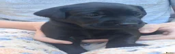 Labrador Retriever dogs for sale: Beautiful Working Black Labrador Puppies For Sale in Chesterfield - Advert 6