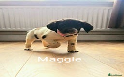 English Springer Spaniel dogs for sale: English KC Reg Springer Spaniels For Sale - Image 15