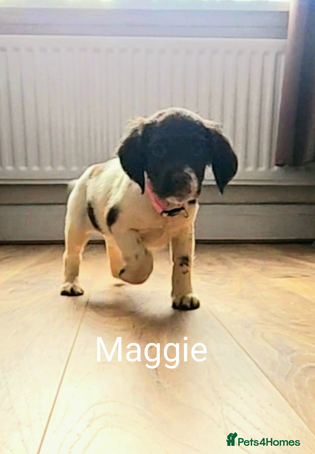 English Springer Spaniel dogs for sale: English KC Reg Springer Spaniels For Sale - Image 15
