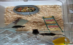 Mouse rodents for sale: Baby Fancy Mice for sale - Image 1