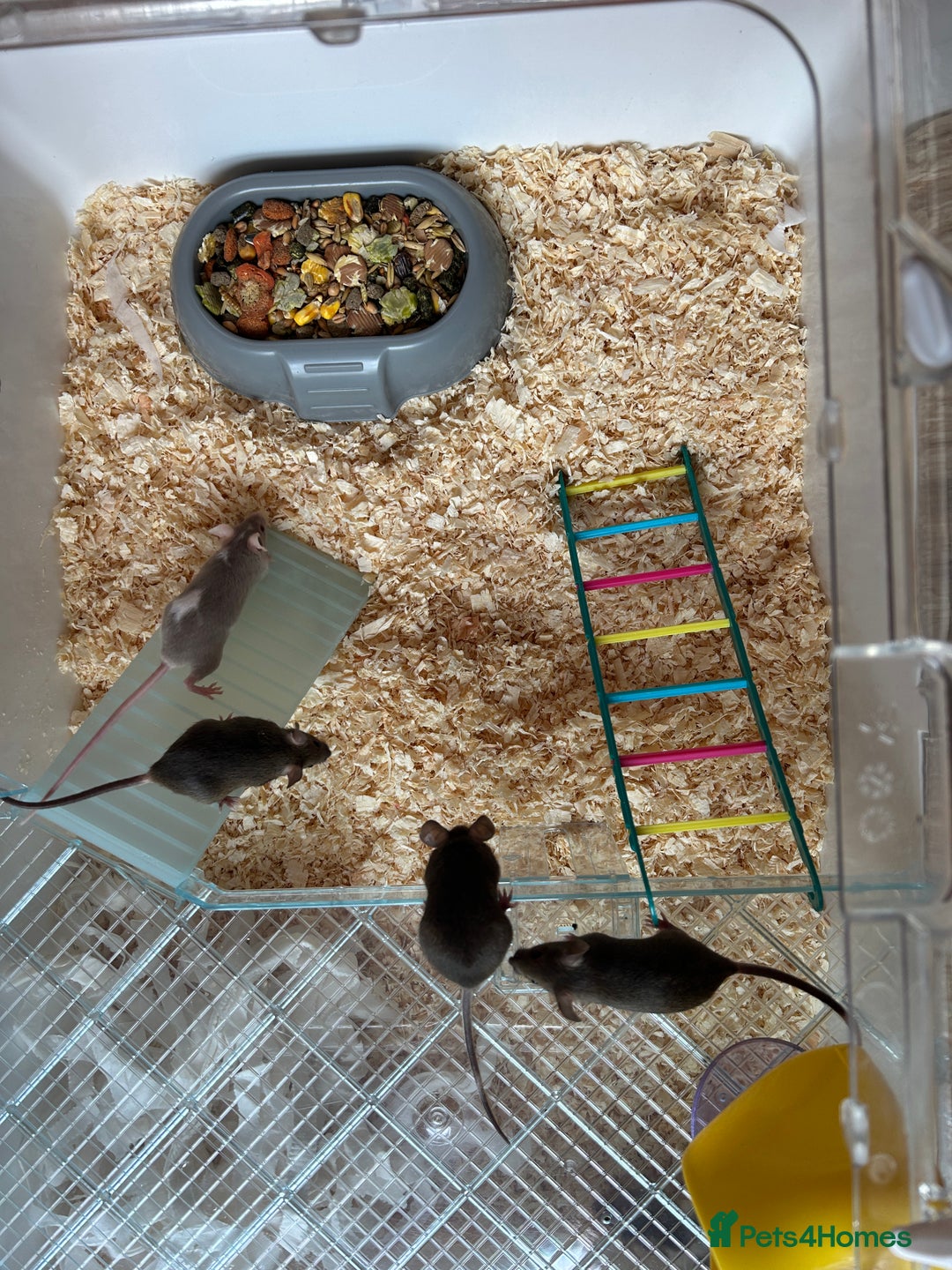 Mouse rodents for sale: Baby Fancy Mice for sale - Image 1