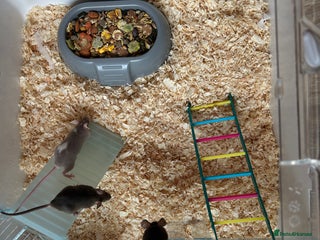Mouse rodents - Advert 5