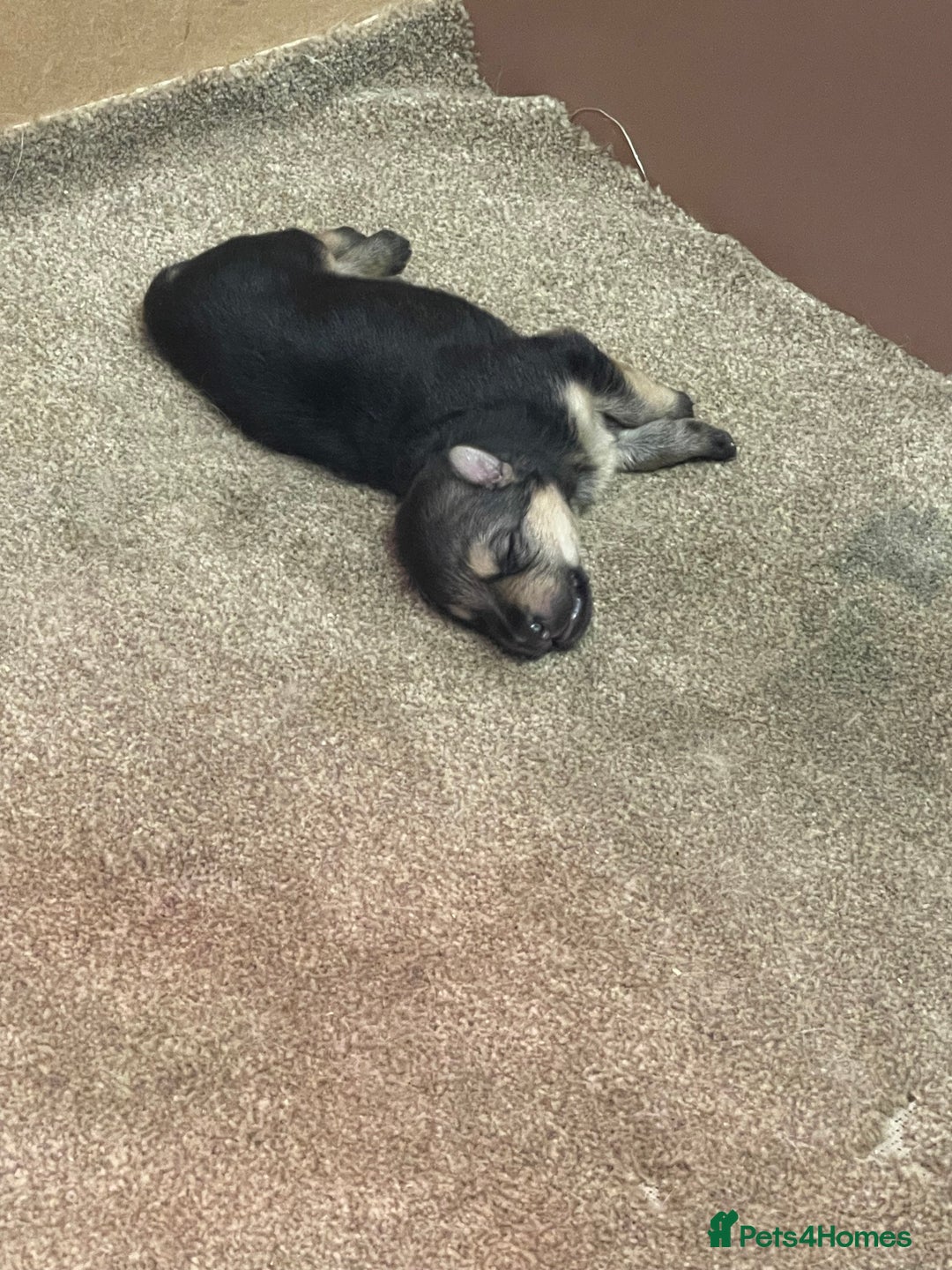 German Shepherd dogs for sale: German shepherd puppies for sale  - Image 3
