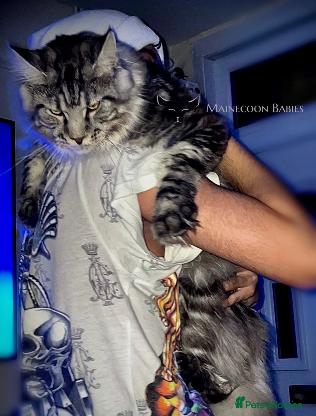 Maine Coon cats for sale: Giant Russian Mainecoons Kittens - Advert 6