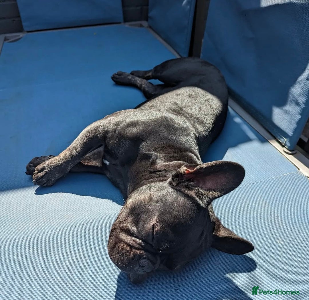French Bulldog dogs for sale: French bulldogs , one fluffy (like his mum)  - Image 7