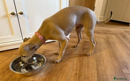 Italian Greyhound dogs for sale: Italian greyhound girl - Image 8
