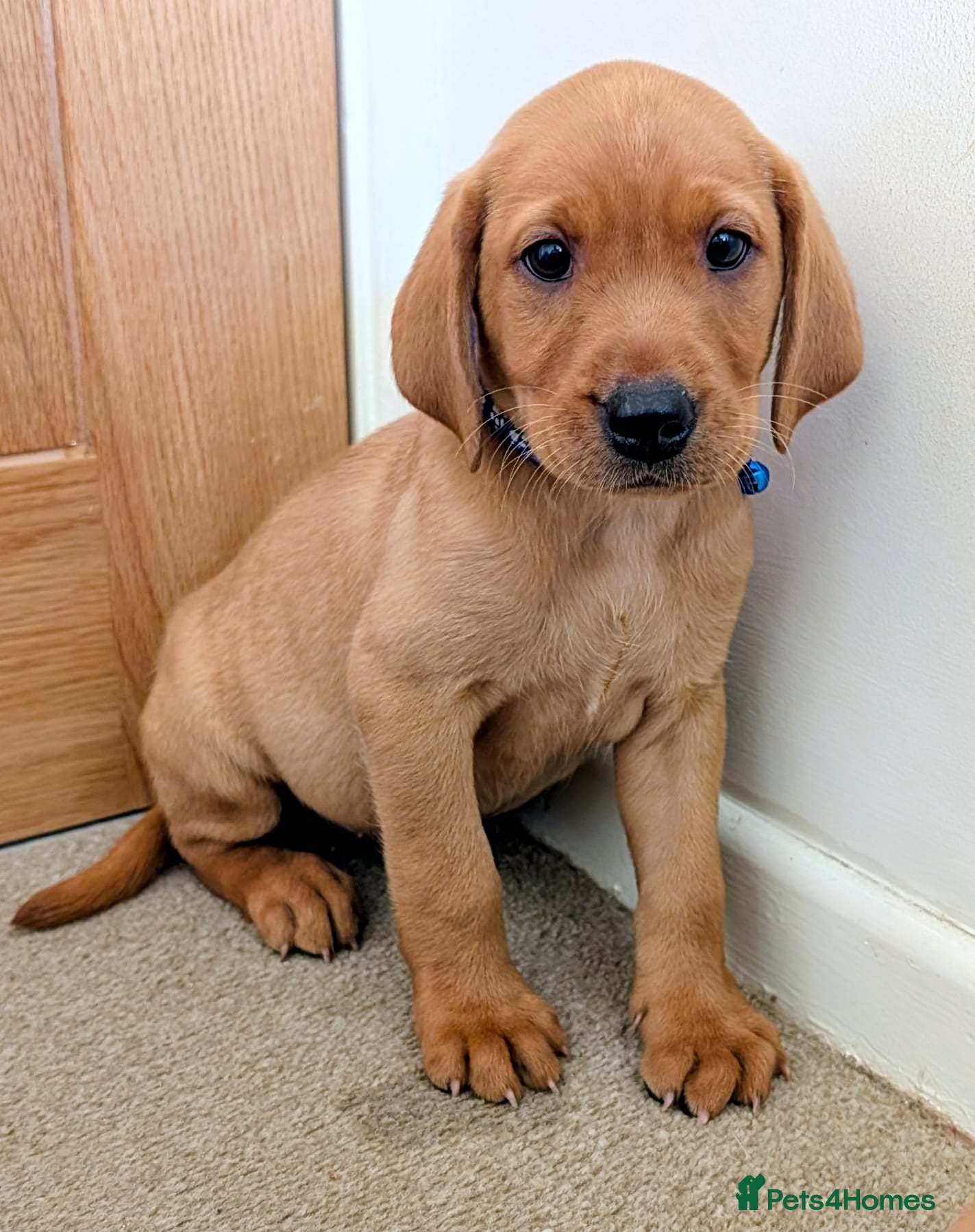 Labrador Retriever dogs Kc registered labrador puppies - Advert 2