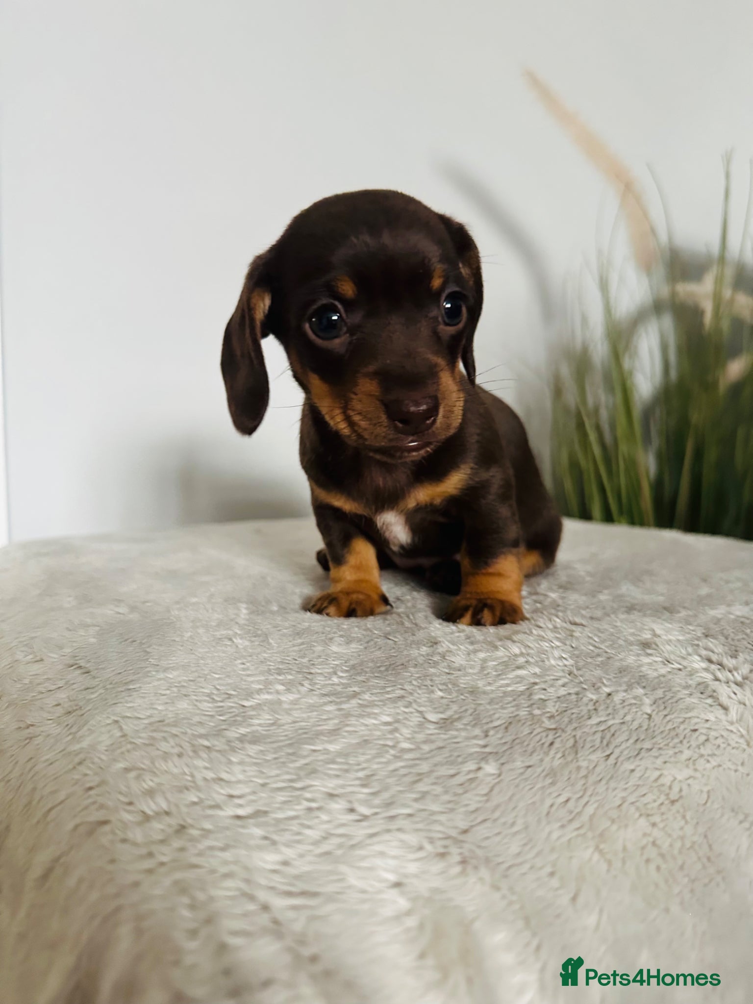 Miniature Dachshund dogs Beautiful chocolate & tan miniature dachshunds  - Advert 1