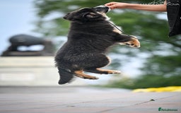 Miniature American Shepherd dogs for sale: miniature American shepherd - Image 3