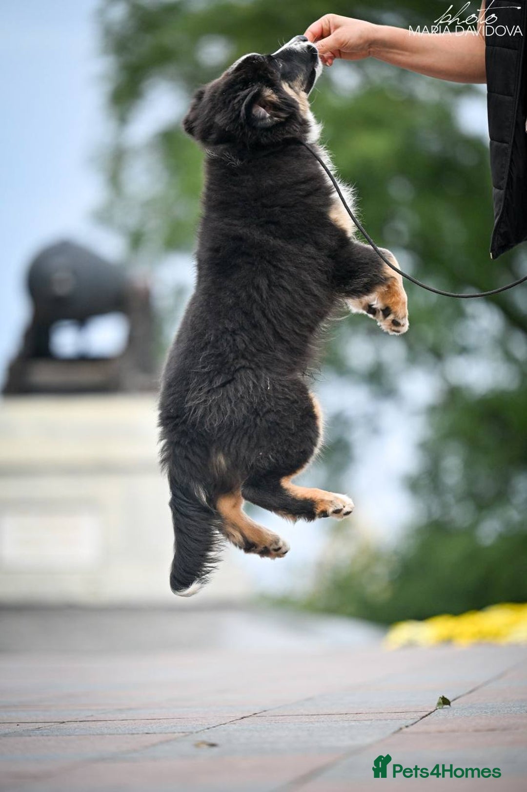 Miniature American Shepherd dogs for sale: miniature American shepherd - Image 3