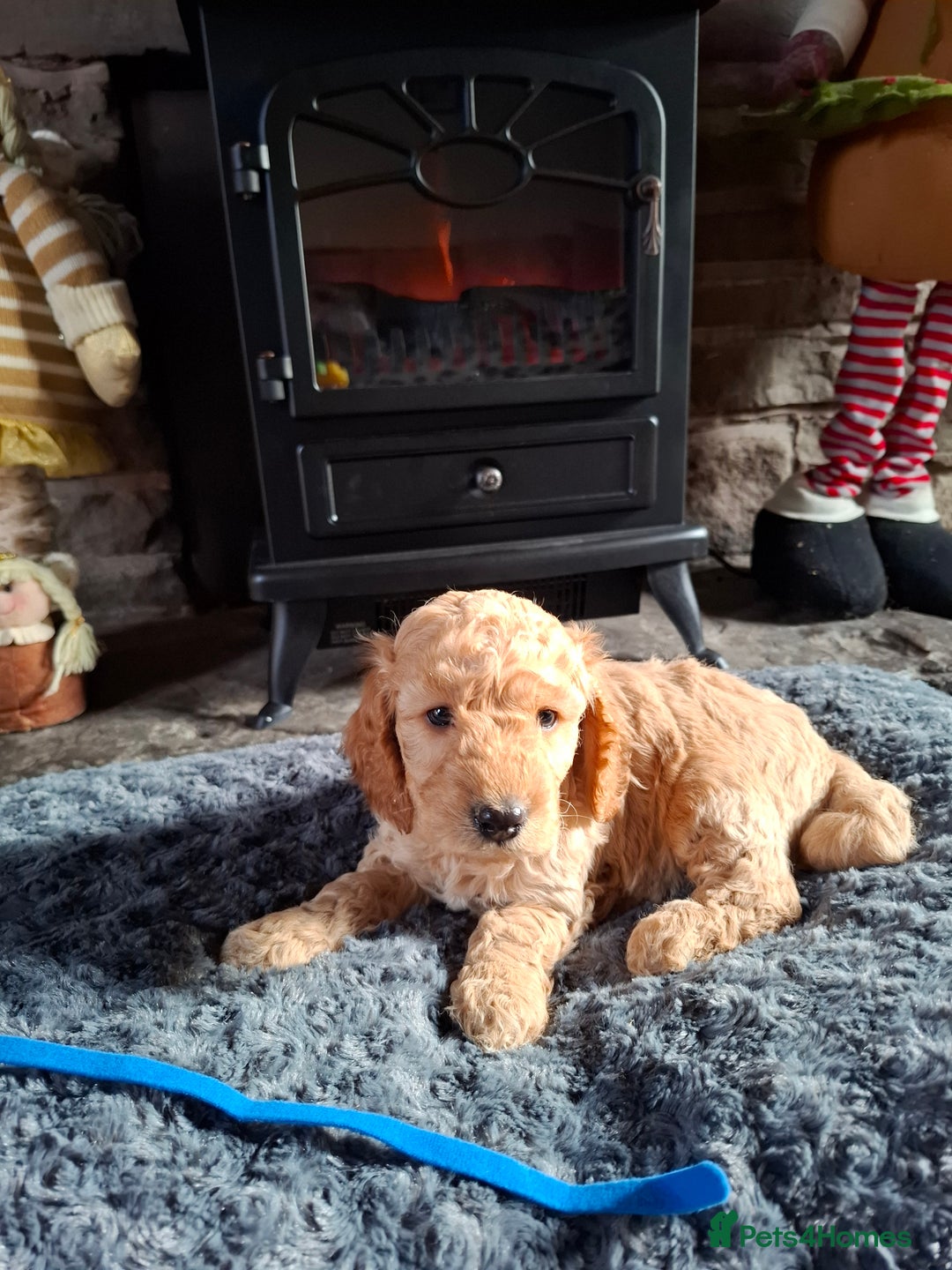 Cockapoo dogs for sale: Beautiful Cockapoo Puppies For Sale  - Advert 8