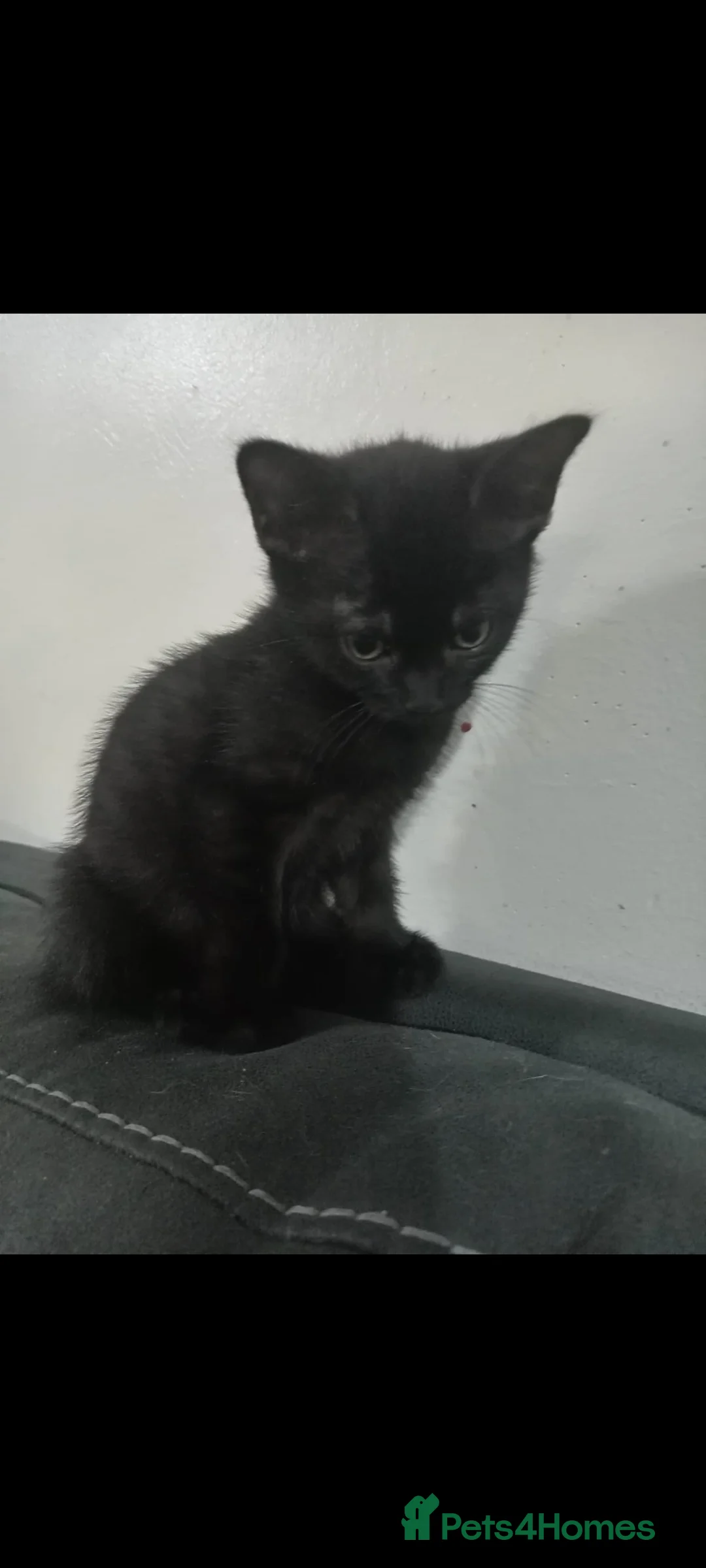 British Shorthair cats for sale: Adorable kitten looking for a forever home  - Advert 3