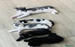 Domestic Shorthair cats for sale: Beautiful kittens ready to go 🐈‍⬛ - Image 26