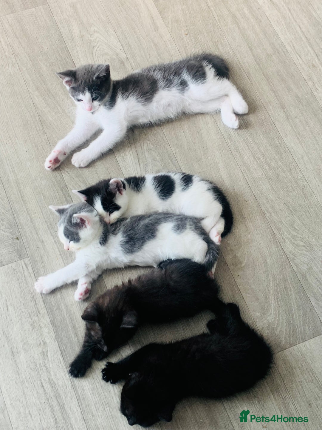 Domestic Shorthair cats for sale: Beautiful kittens ready to go 🐈‍⬛ - Image 26
