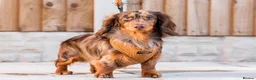 Dachshund dogs for stud: Isabella and tan miniature dapple  in Leeds - Advert 8