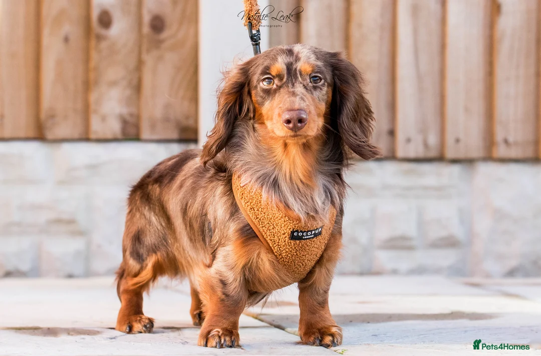 Dachshund dogs for stud: Isabella and tan miniature dapple  in Leeds - Advert 8