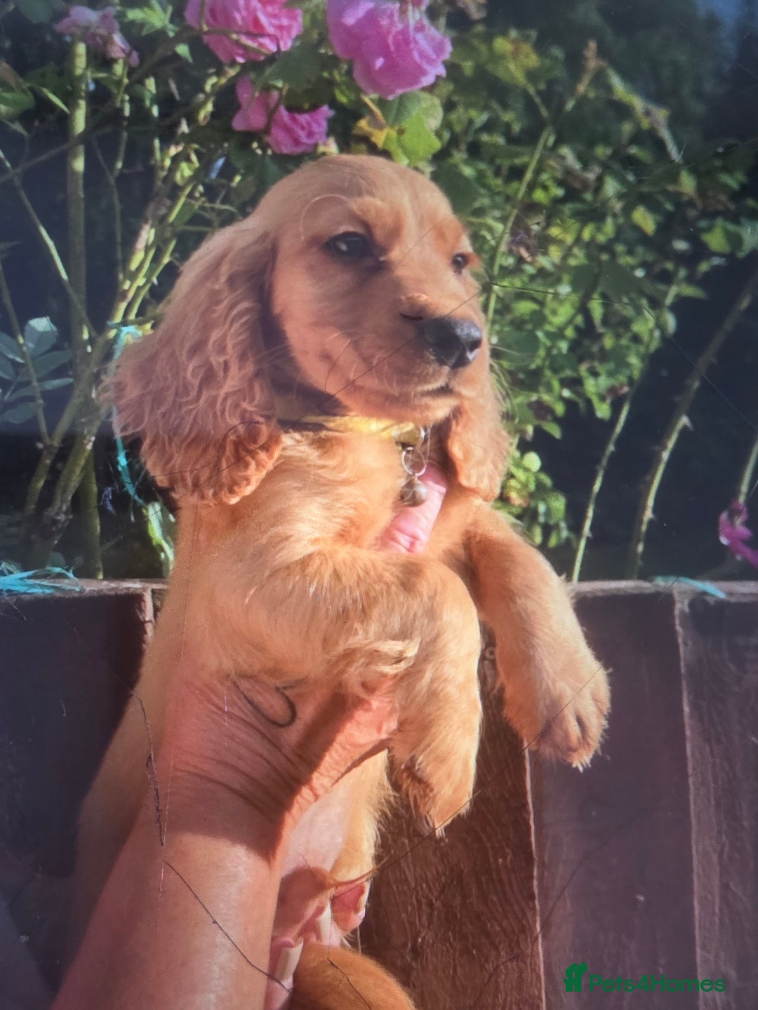 Cocker Spaniel dogs for sale: Cocker spaniel puppy's for sale  - Image 7