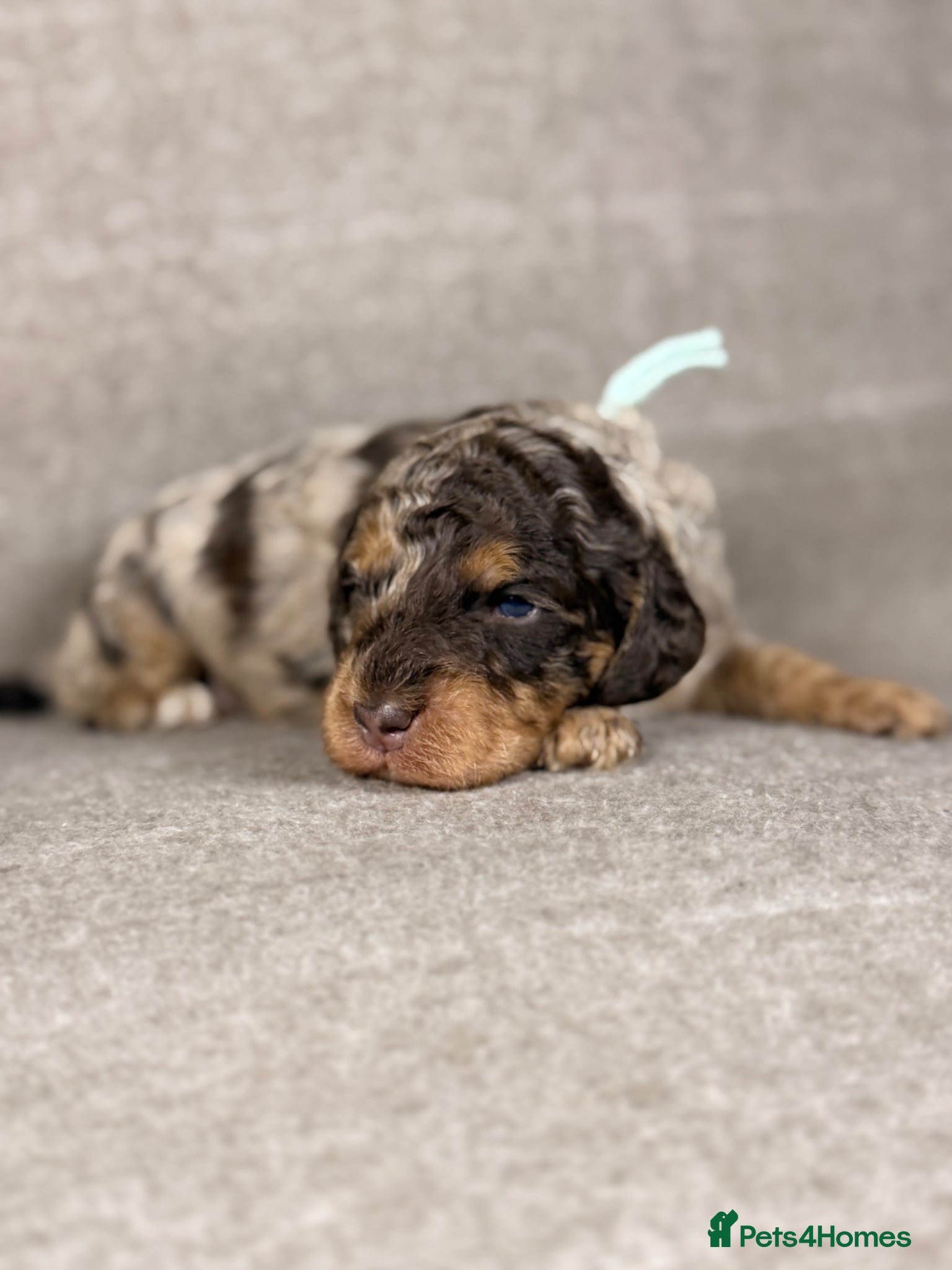 Cockapoo dogs Chocolate Tri Phantom Merle & Chocolate Phantom - Advert 1