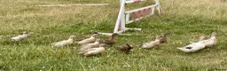 Ducks poultry for sale: Ducks for sale - Advert 6