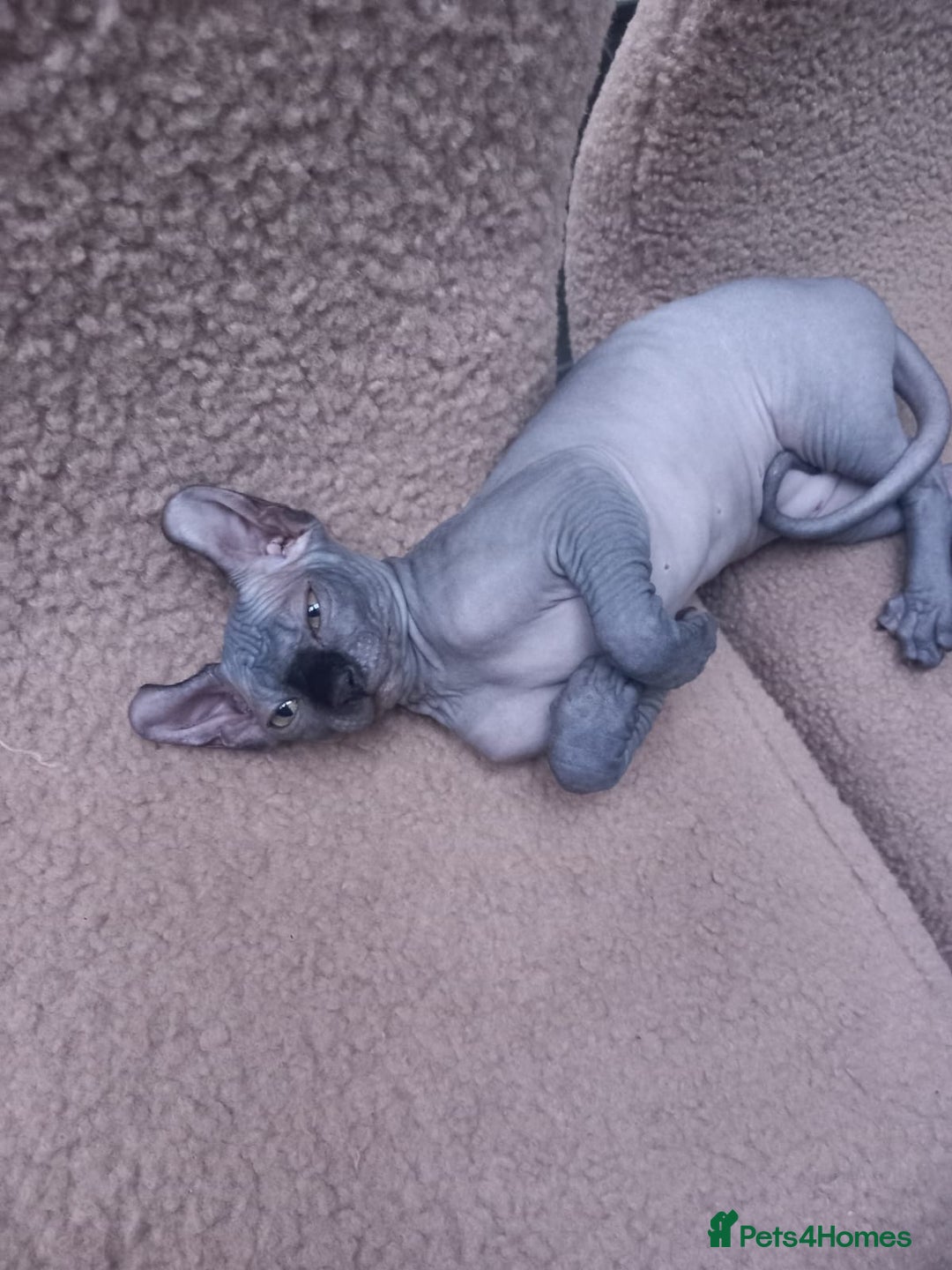 Sphynx cats for sale: Amazing kittens  - Image 3