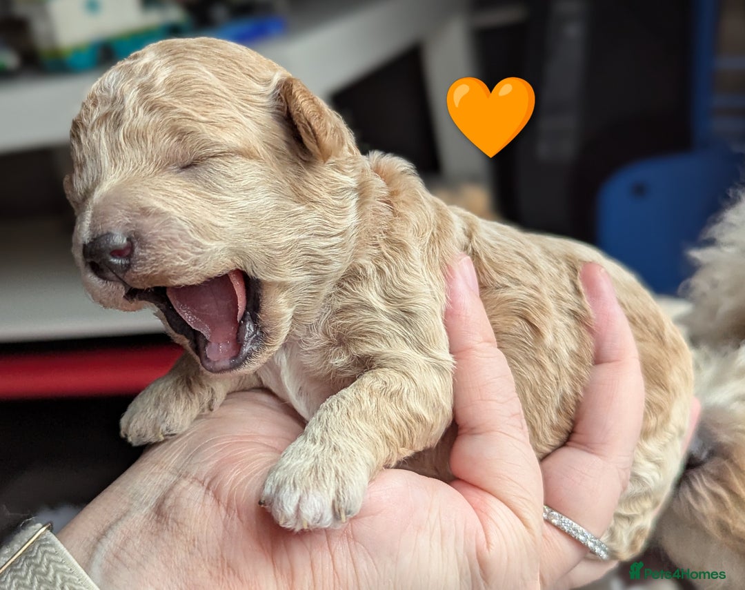 Poochon dogs for sale: 🐾 Adorable F1b Poochon Puppies - Ready November🐾 - Image 24