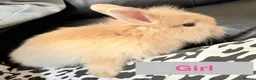 Lionhead rabbits for sale: Double Maned Lionheads - READY NOW - Advert 18