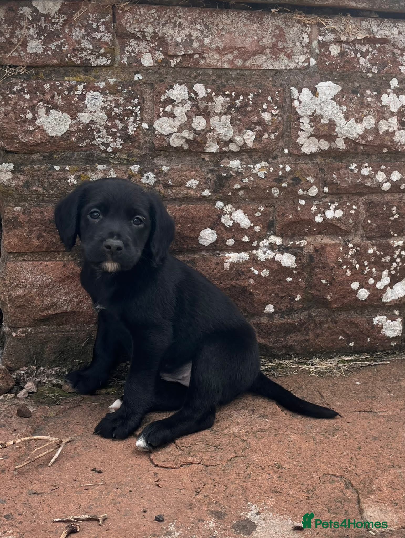 Cockerdor dogs Stunning cockerdor puppies  - Advert 1