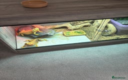Bearded Dragon reptiles for sale: X2 bearded dragons, vivarium & accessories  - Image 3