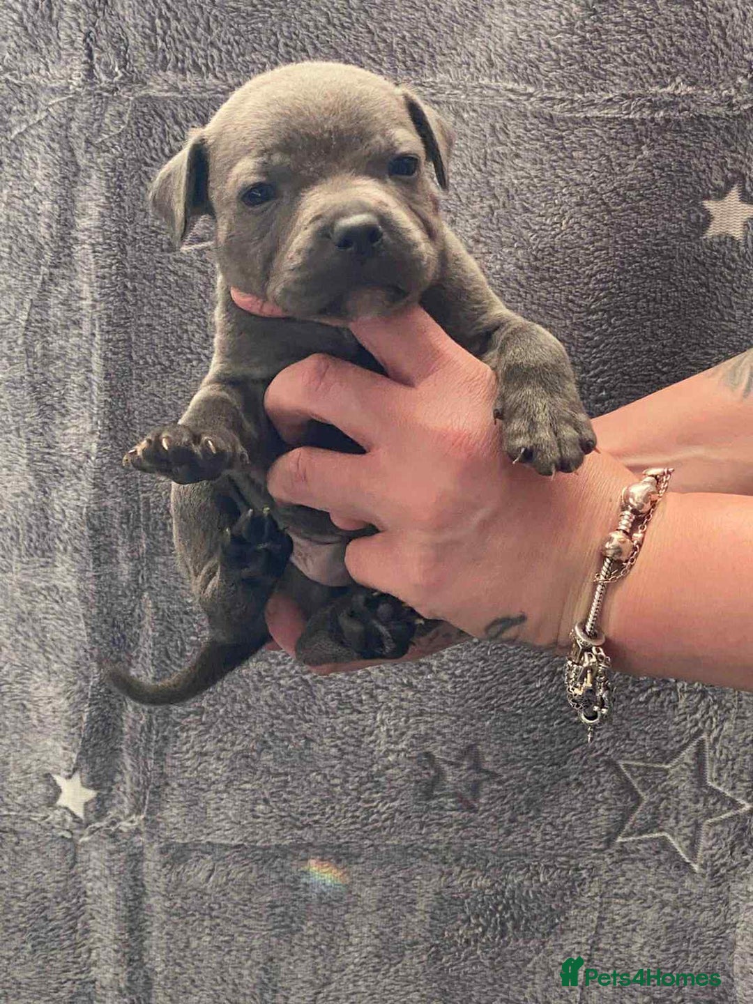 Staffordshire Bull Terrier dogs for sale: Blue Staffordshire bull terrier  - Image 6