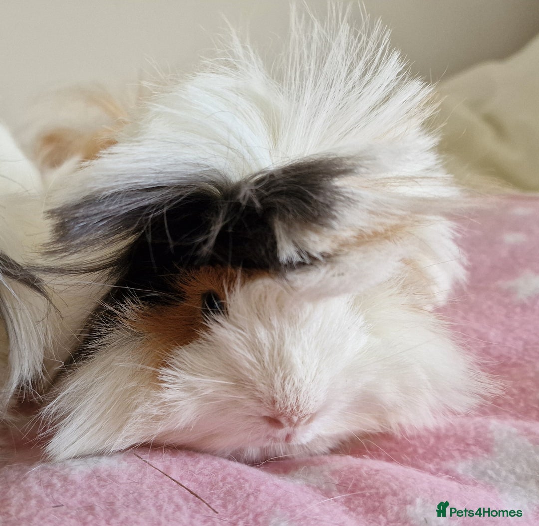 Guinea Pig rodents for sale: Pure Peruvian Sisters - Image 16