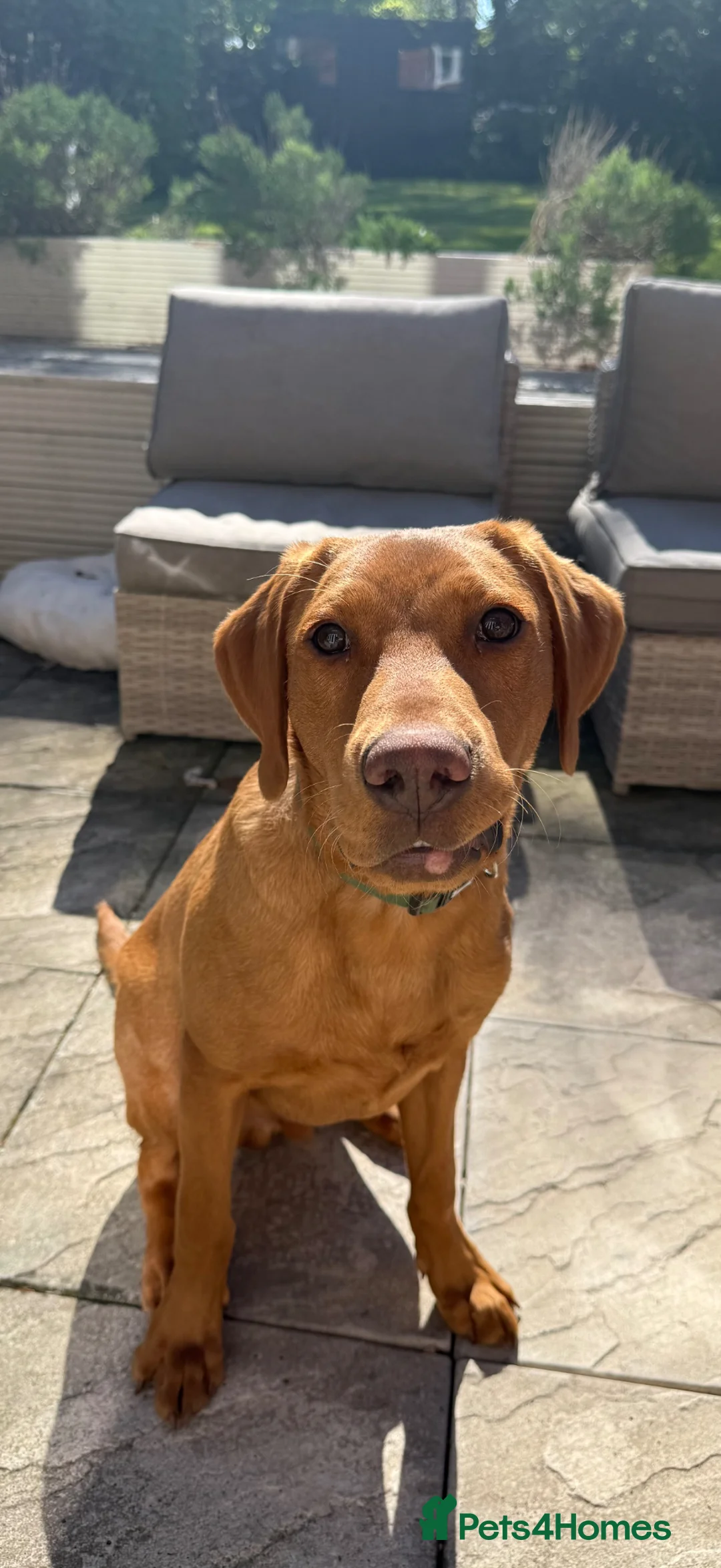Labrador Retriever dogs for sale: Beautiful Fox Red Labrador Boy - 6 months old. in Hinckley - Advert 2