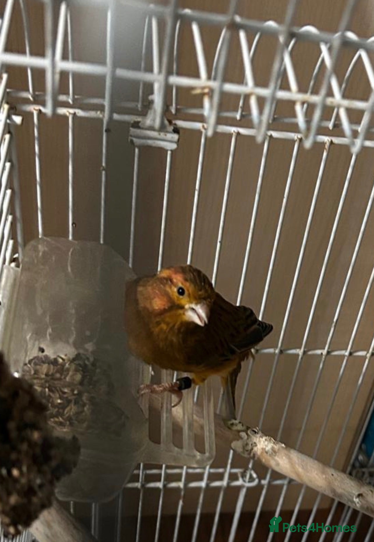 Canaries birds Canary for sale - Advert 1