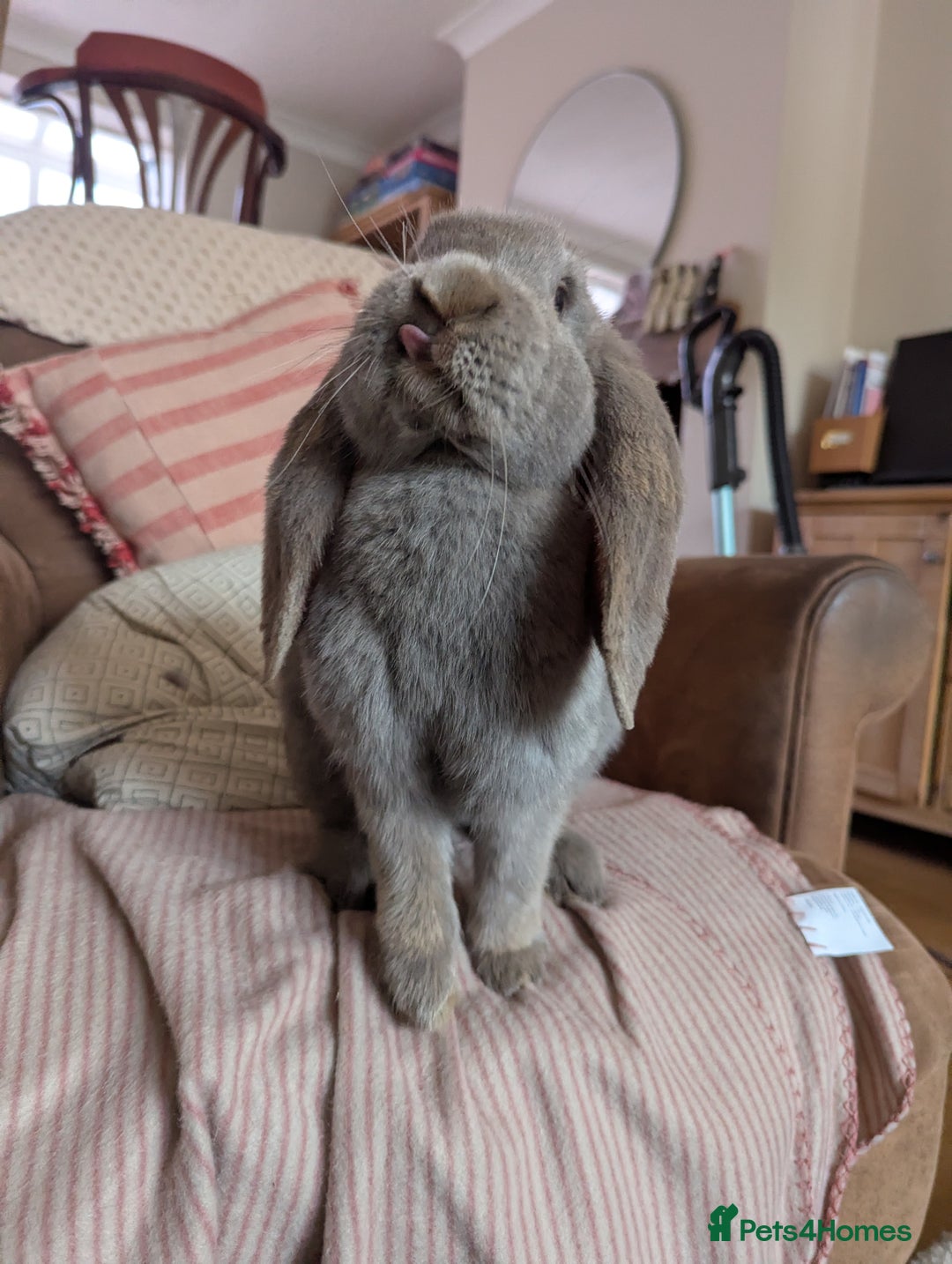French Lop rabbits for sale: Female french lop for rehoming  - Image 5