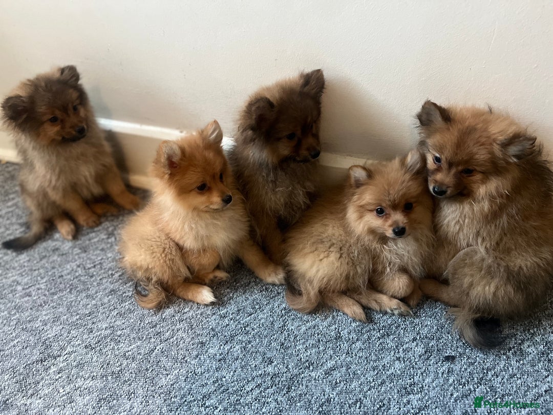 Mixed Breed dogs for sale: The cutest Pups: German & Japanese Pomeranian - Advert 26