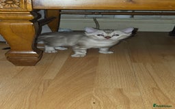 Bengal cats for sale: Full bred snow bengal kittens  - Image 7