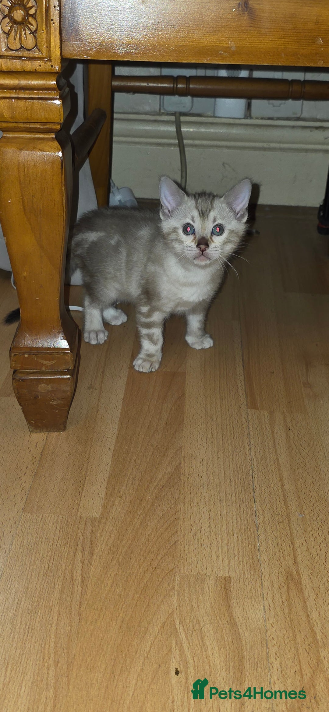 Bengal cats for sale: Full bred snow bengal kittens  - Image 7