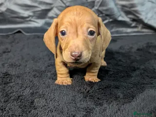 Miniature Dachshund dogs KC registered Smooth Hair Mini Dachshund Puppies - Advert 2