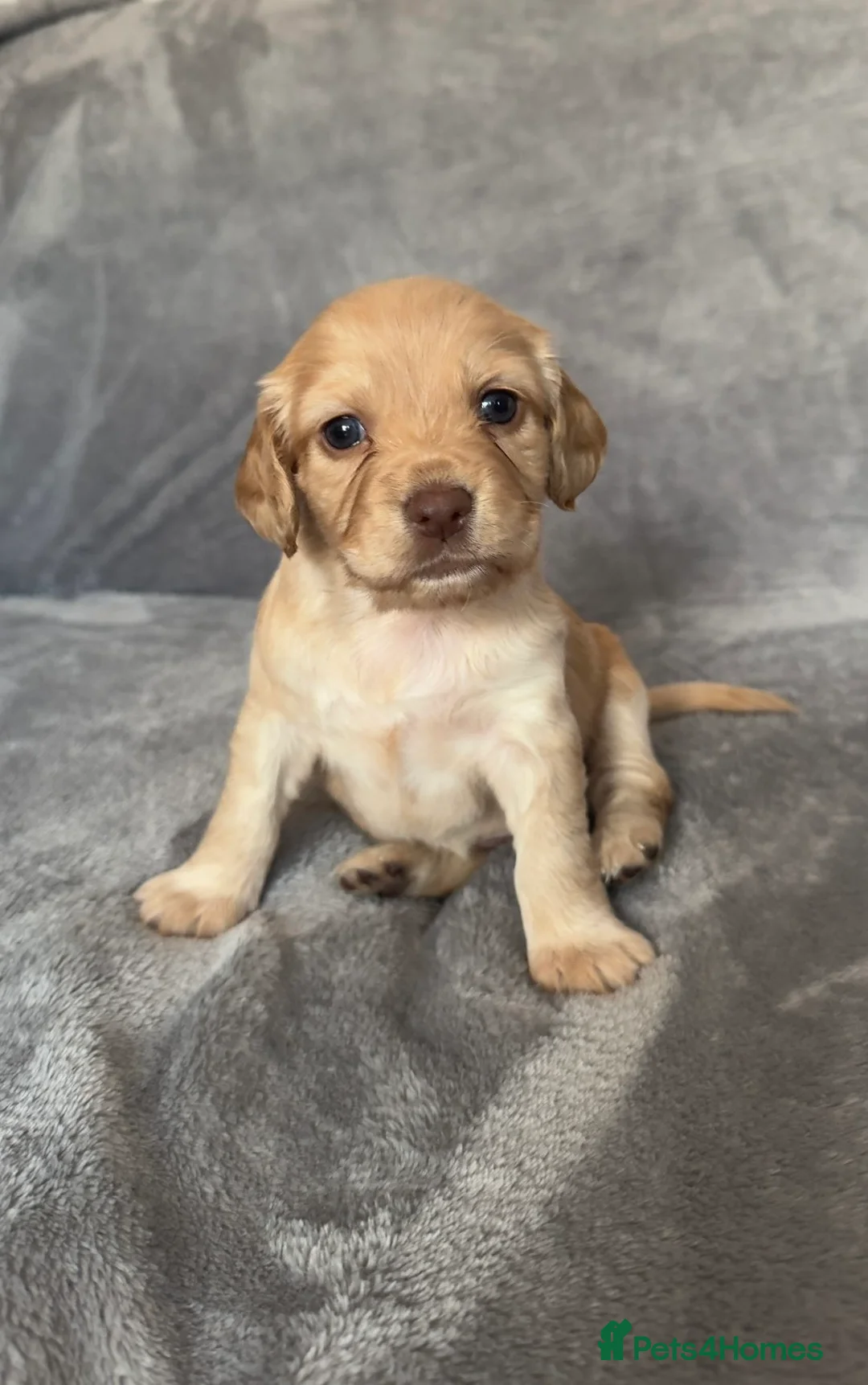 Cocker Spaniel dogs for sale:  Ready now!1 Boy left! KC Working Cocker Spaniels  - Advert 22