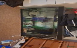 Axolotl reptiles for sale: Adult axolotl  - Image 2