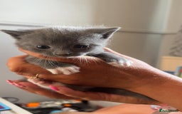 Mixed Breed cats for sale: British short hair cross kittens - Image 9