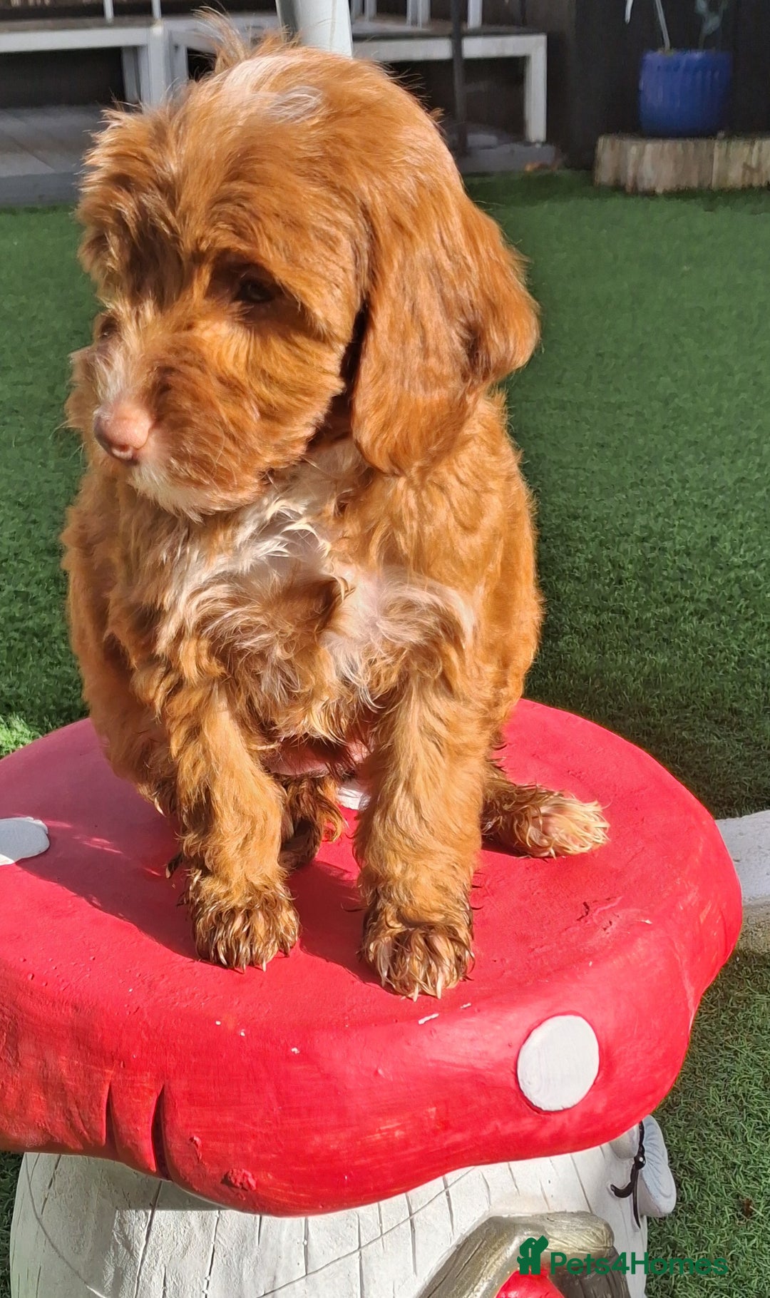 Cockapoo dogs for sale: ** LAST ADORABLE CURLY BLACK & WHITE COCKAPOOS **  - Advert 30
