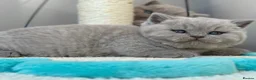 British Shorthair cats for sale: Adorable lilac British shorthair kittens - Advert 5