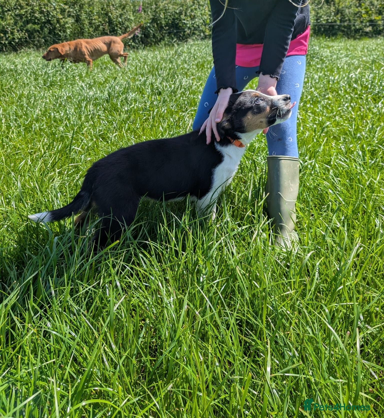 Border Collie dogs Cracking Litter of Tri Coloured Collies For Sale - Advert 1
