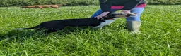 Border Collie dogs for sale: Cracking Litter of Tri Coloured Collies For Sale - Advert 2