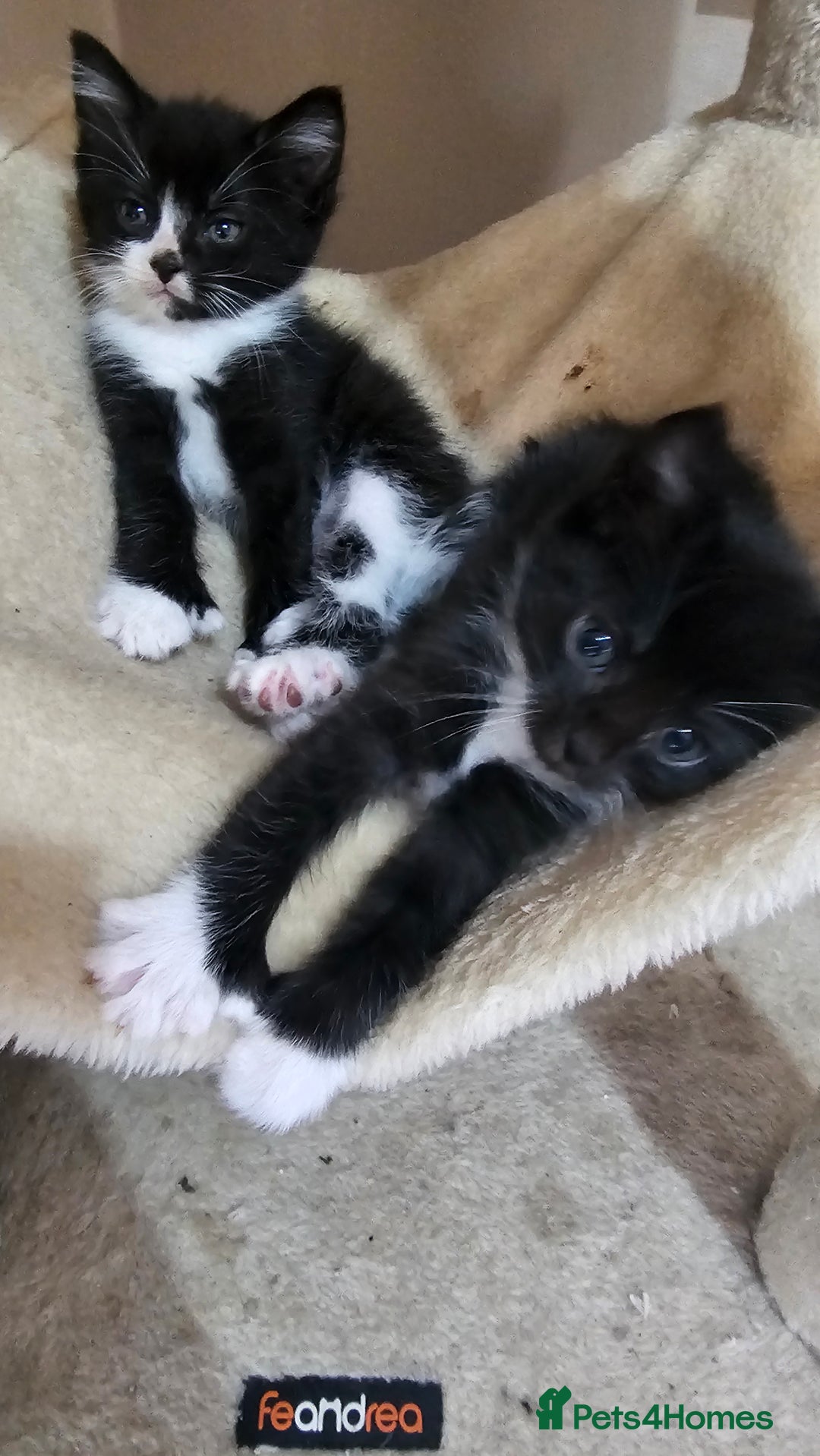 British Shorthair cats for sale: Brittish short hair cross main coon kittens - Image 6