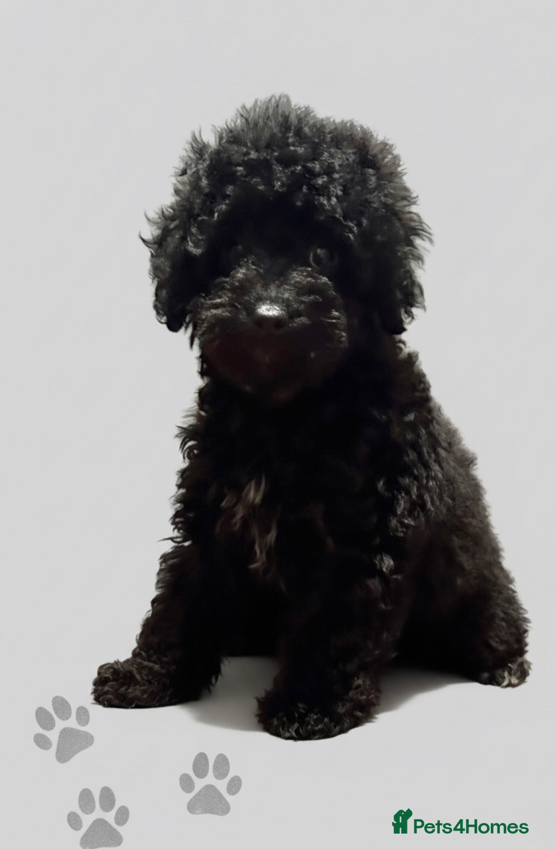 Cockapoo dogs Child friendly cockapoo puppies  - Advert 10