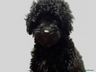 Cockapoo dogs Child friendly cockapoo puppies - Advert 10