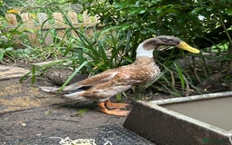 Ducks poultry for sale: Runner Ducks 3 mths and 6 weeks - Image 2
